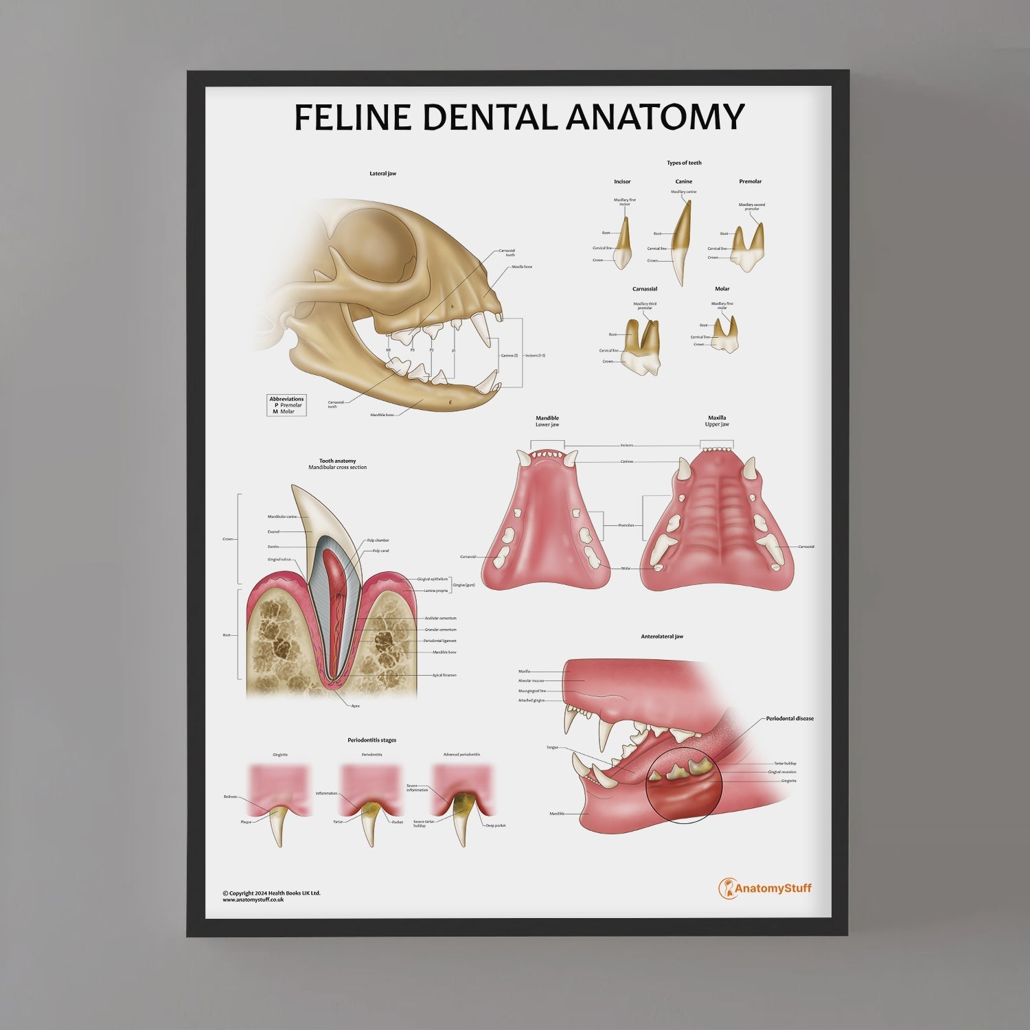 Feline Dental Anatomy Chart / Poster - Part of Collection