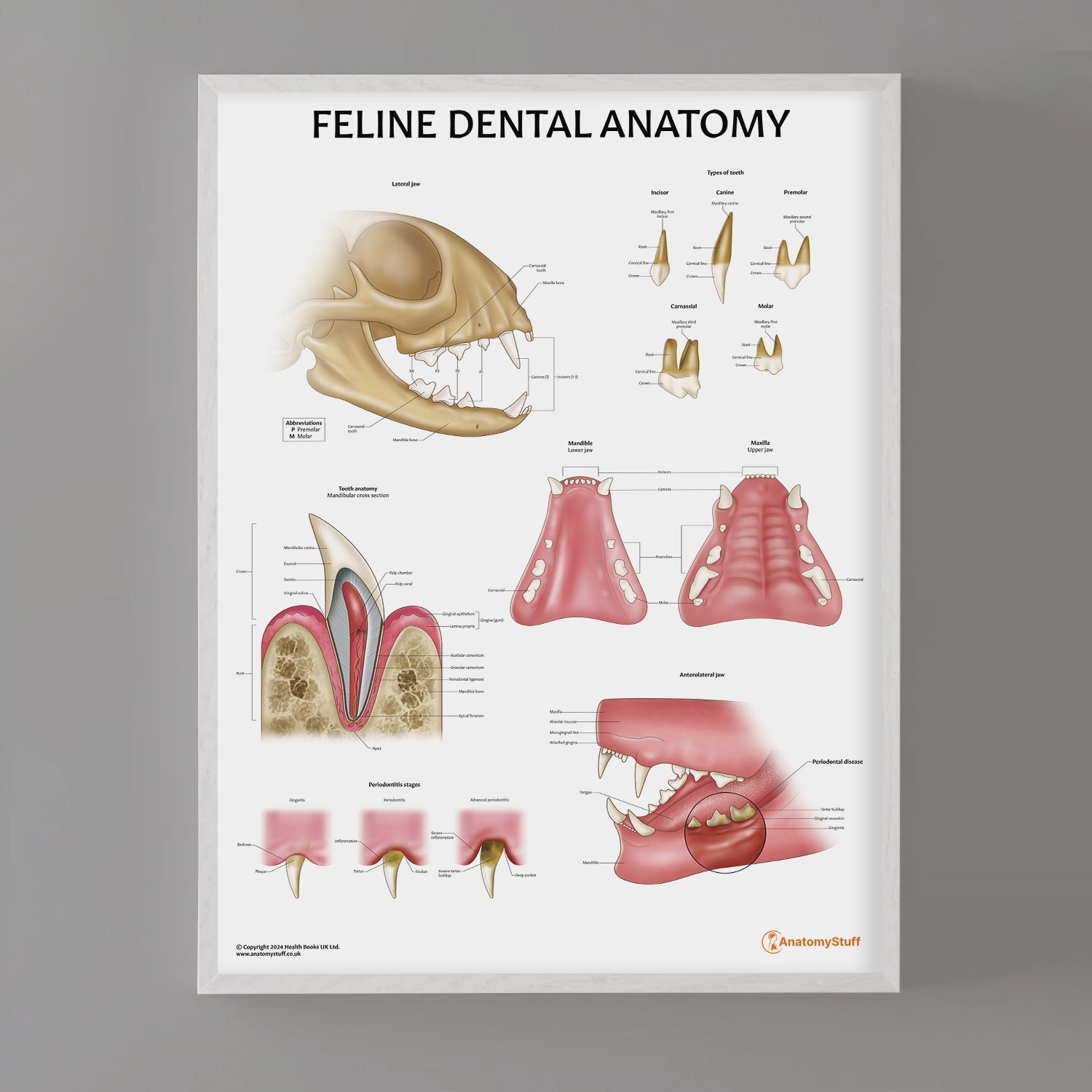 Feline Dental Anatomy Chart / Poster - Part of Collection
