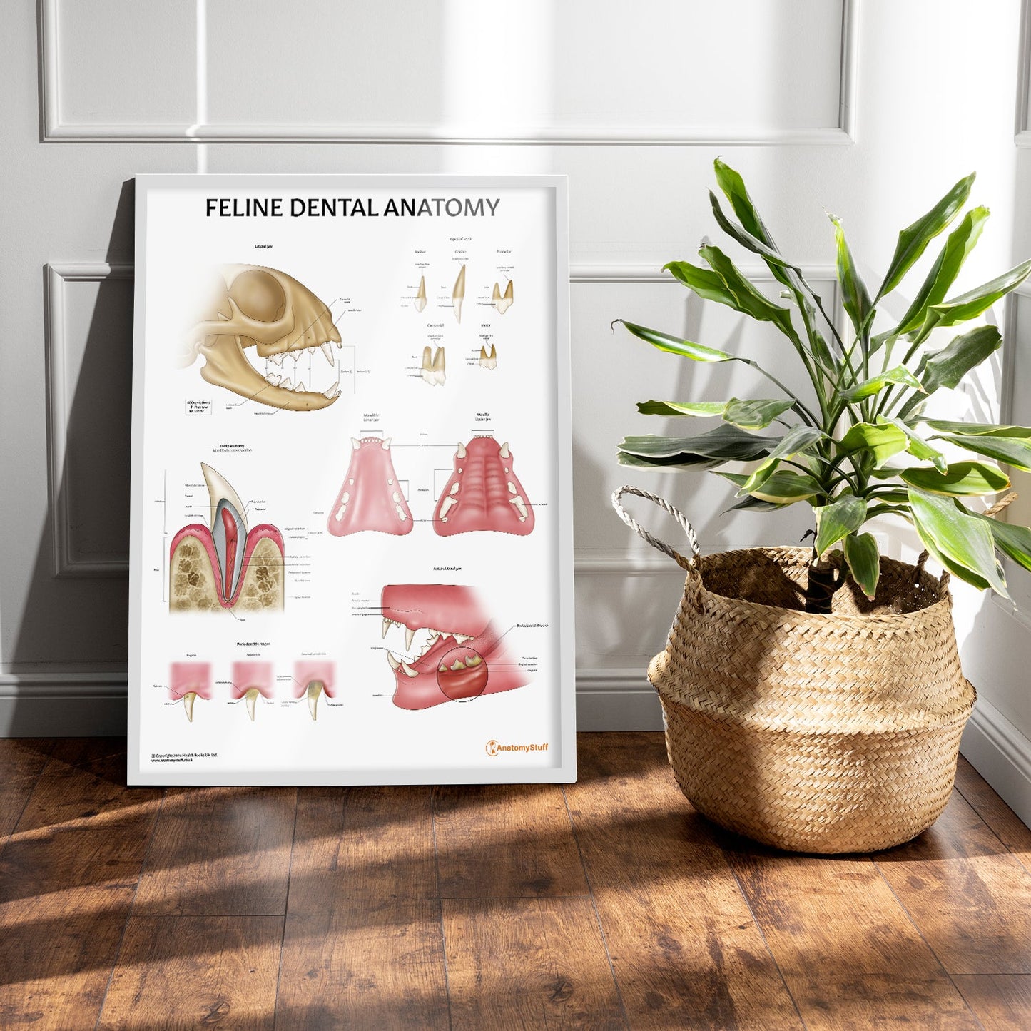 Feline Dental Anatomy Chart / Poster