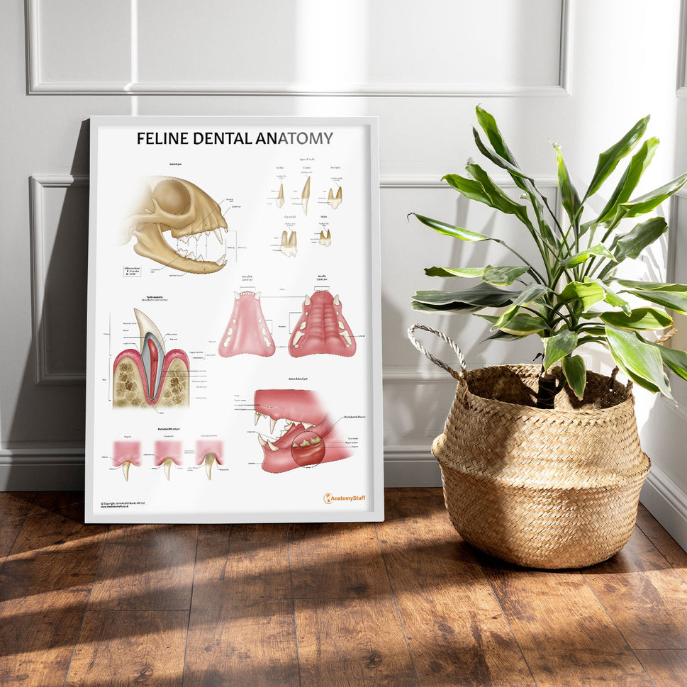 Feline Dental Anatomy Chart / Poster