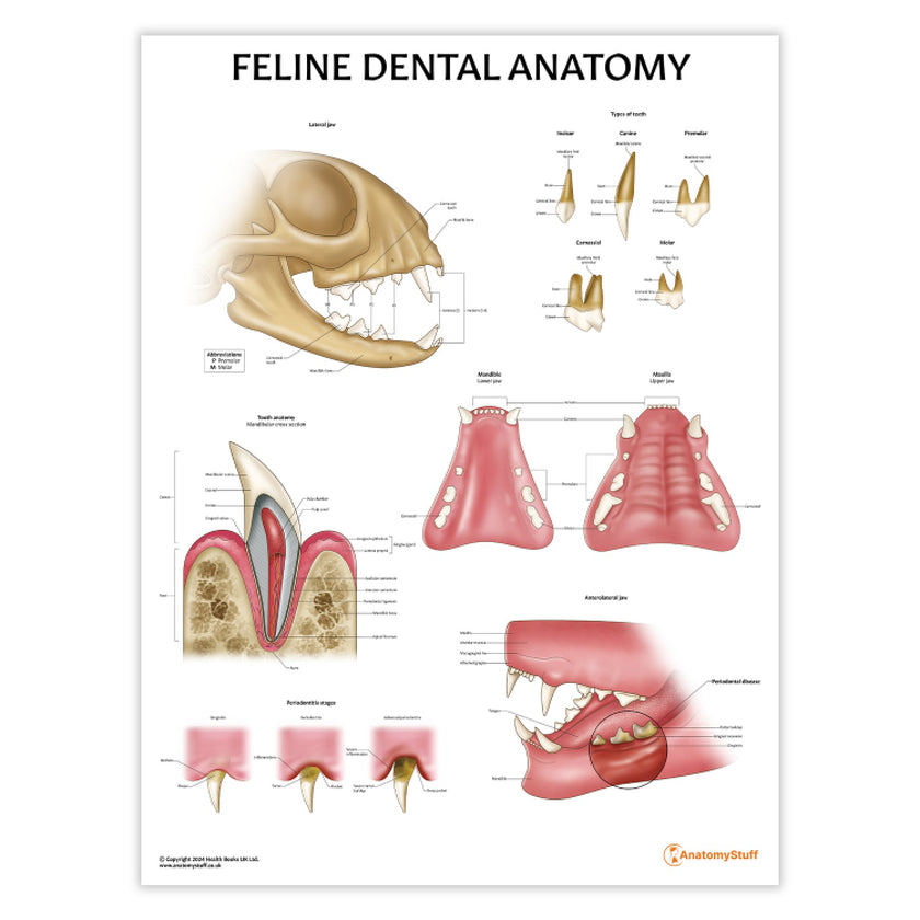 Feline Dental Anatomy Chart / Poster