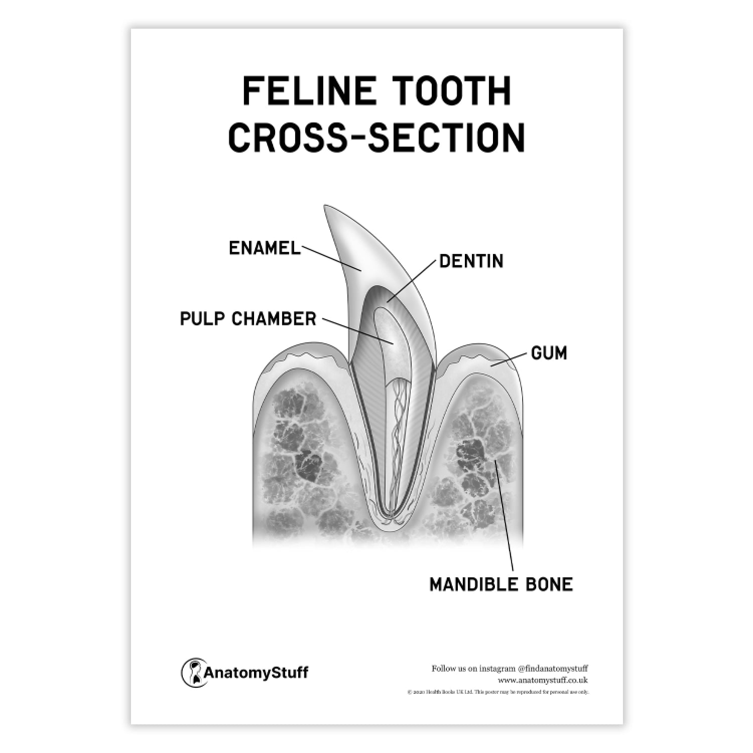 Feline Dental Anatomy Poster PDF