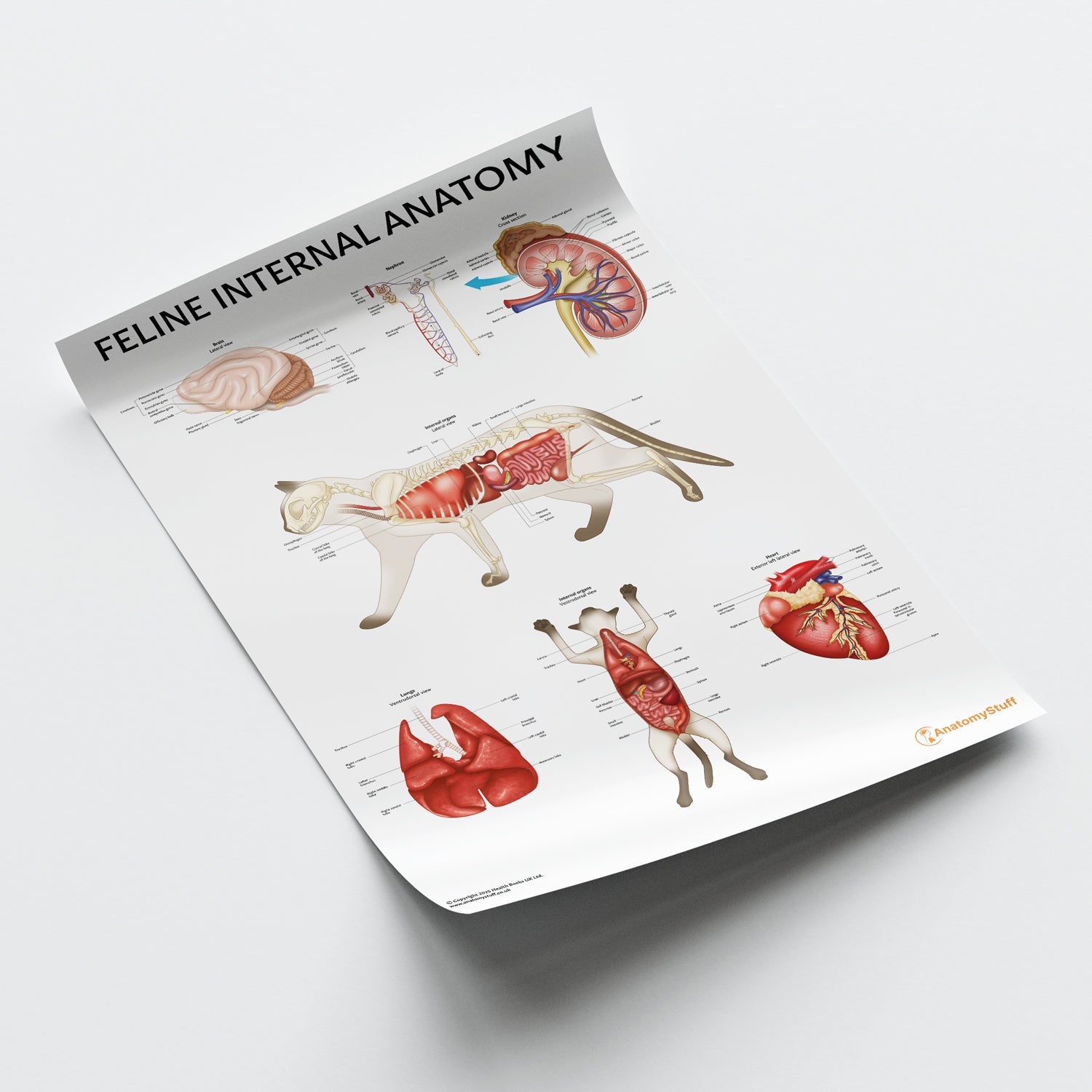 Feline Internal Anatomy Chart / Poster - Part of Collection