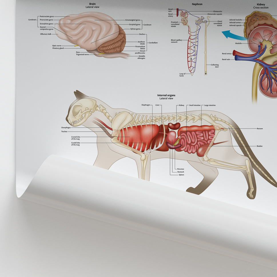 Feline Internal Anatomy Chart / Poster