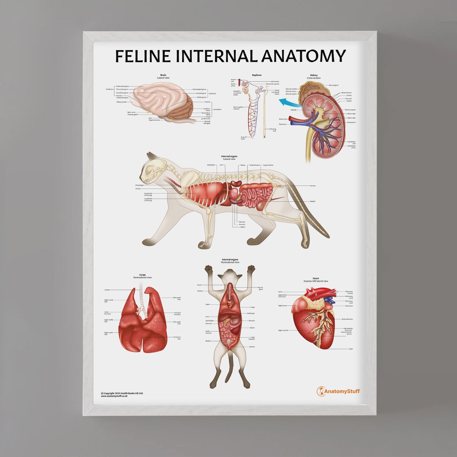 Feline Internal Anatomy Chart / Poster - Part of Collection