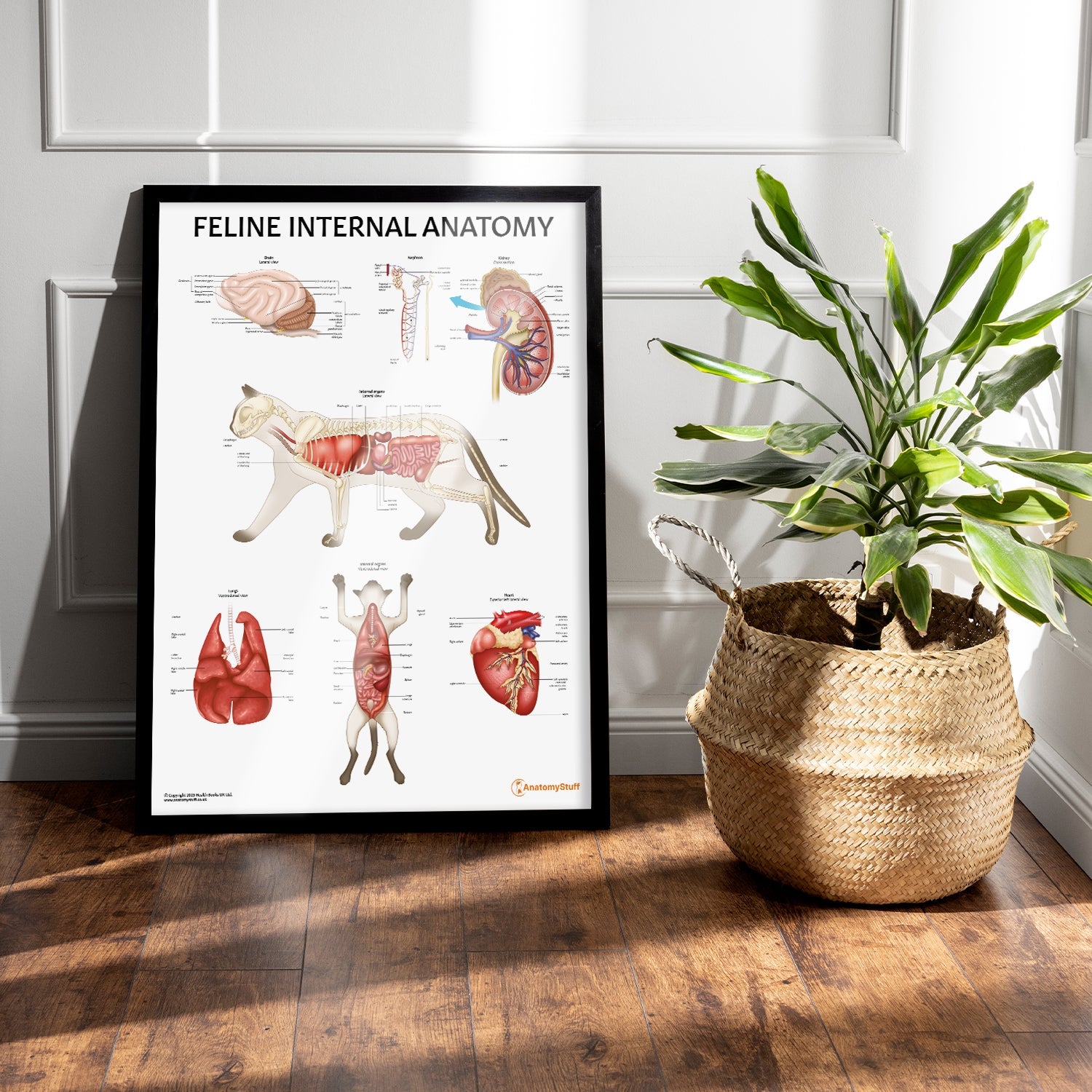 Feline Internal Anatomy Chart / Poster - Part of Collection