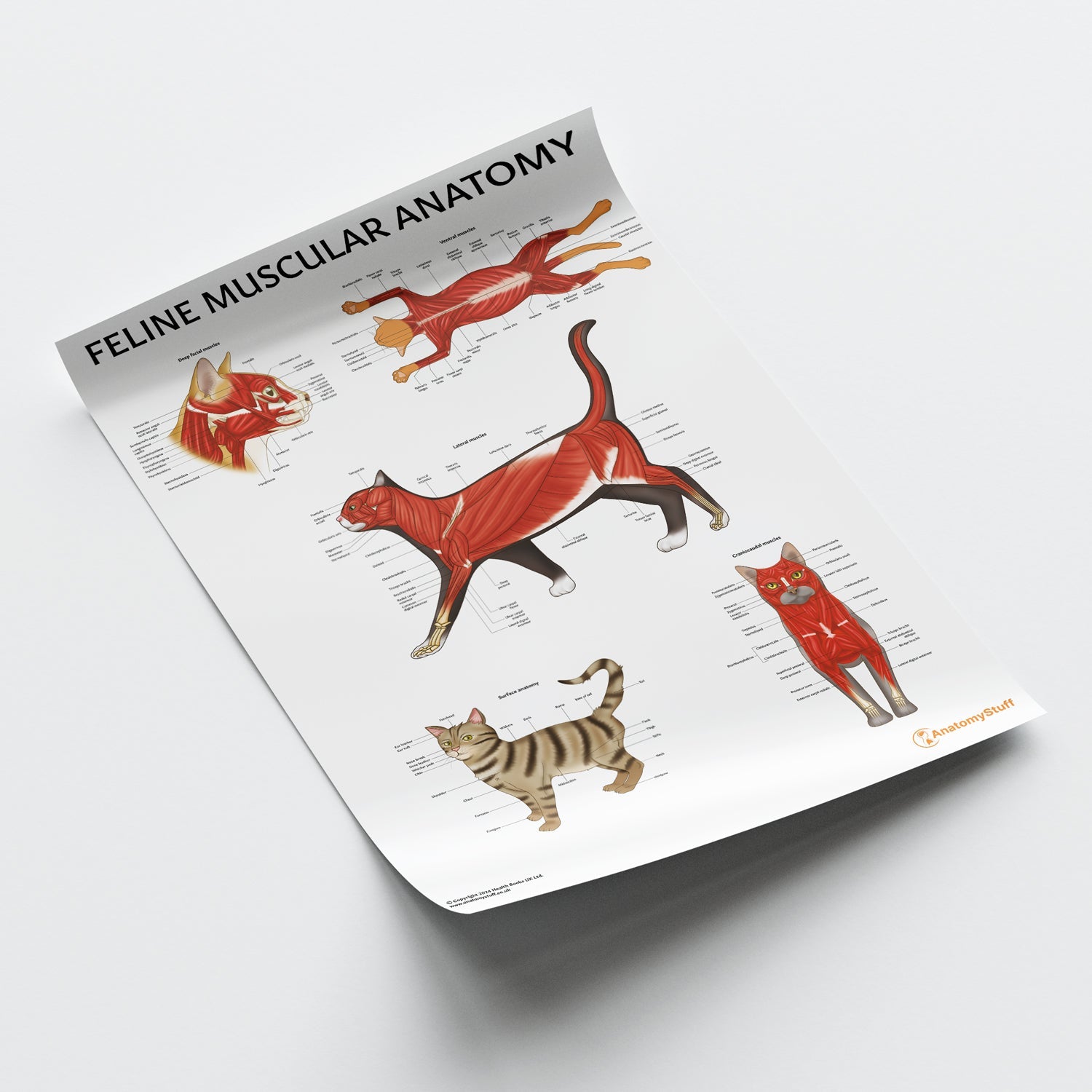 Feline Muscular Anatomy Chart / Poster - Part of Collection