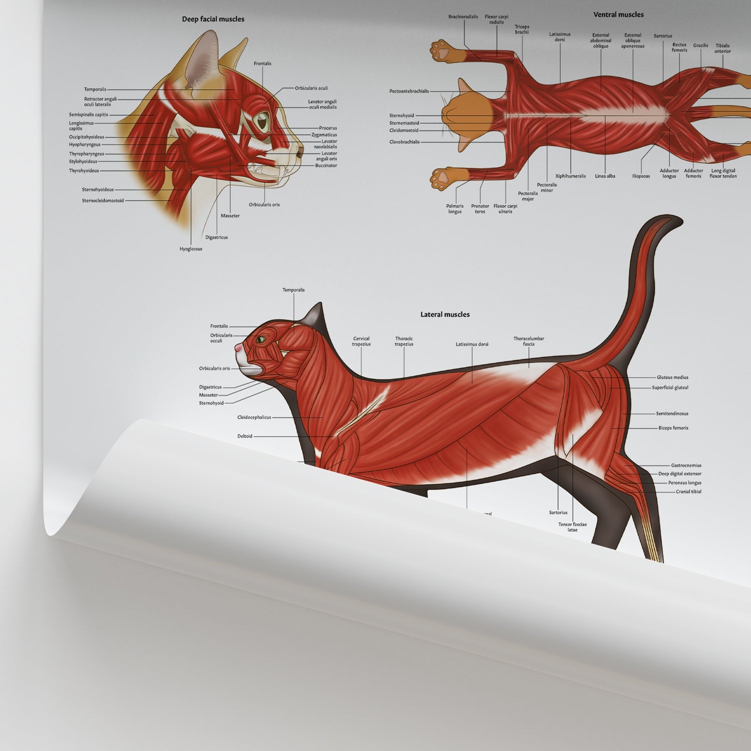 Feline Muscular Anatomy Chart / Poster - Part of Collection