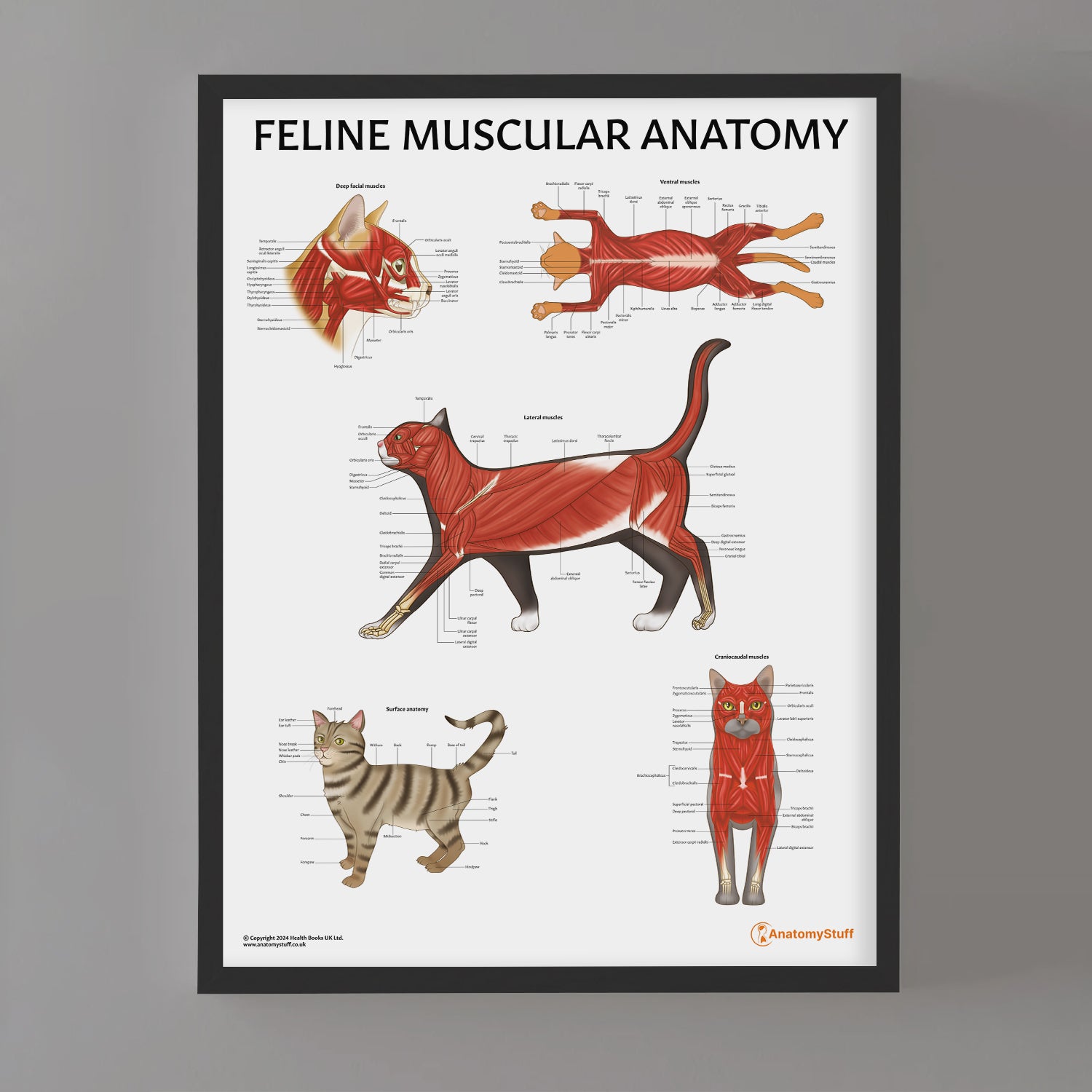 Feline Muscular Anatomy Chart / Poster