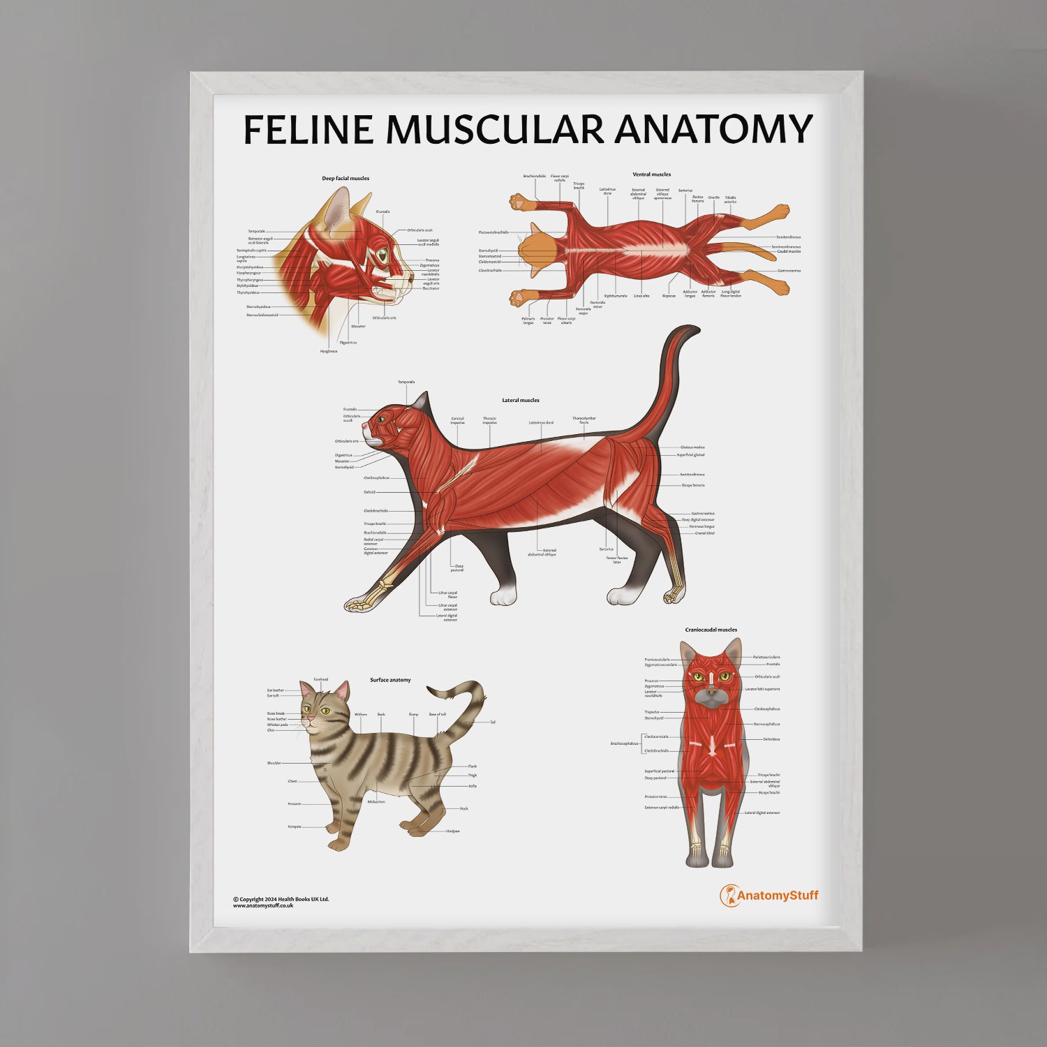 Feline Muscular Anatomy Chart / Poster