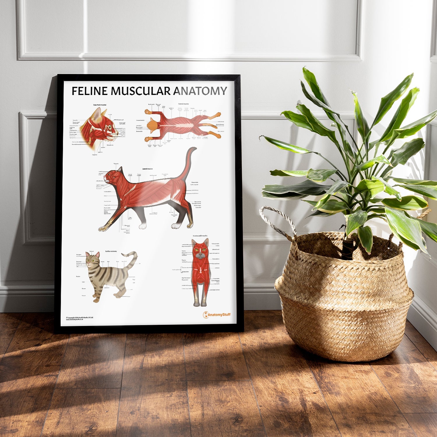 Feline Muscular Anatomy Chart / Poster - Part of Collection