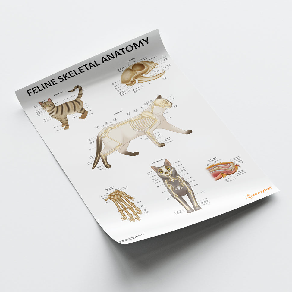 Feline Skeletal Anatomy Chart / Poster