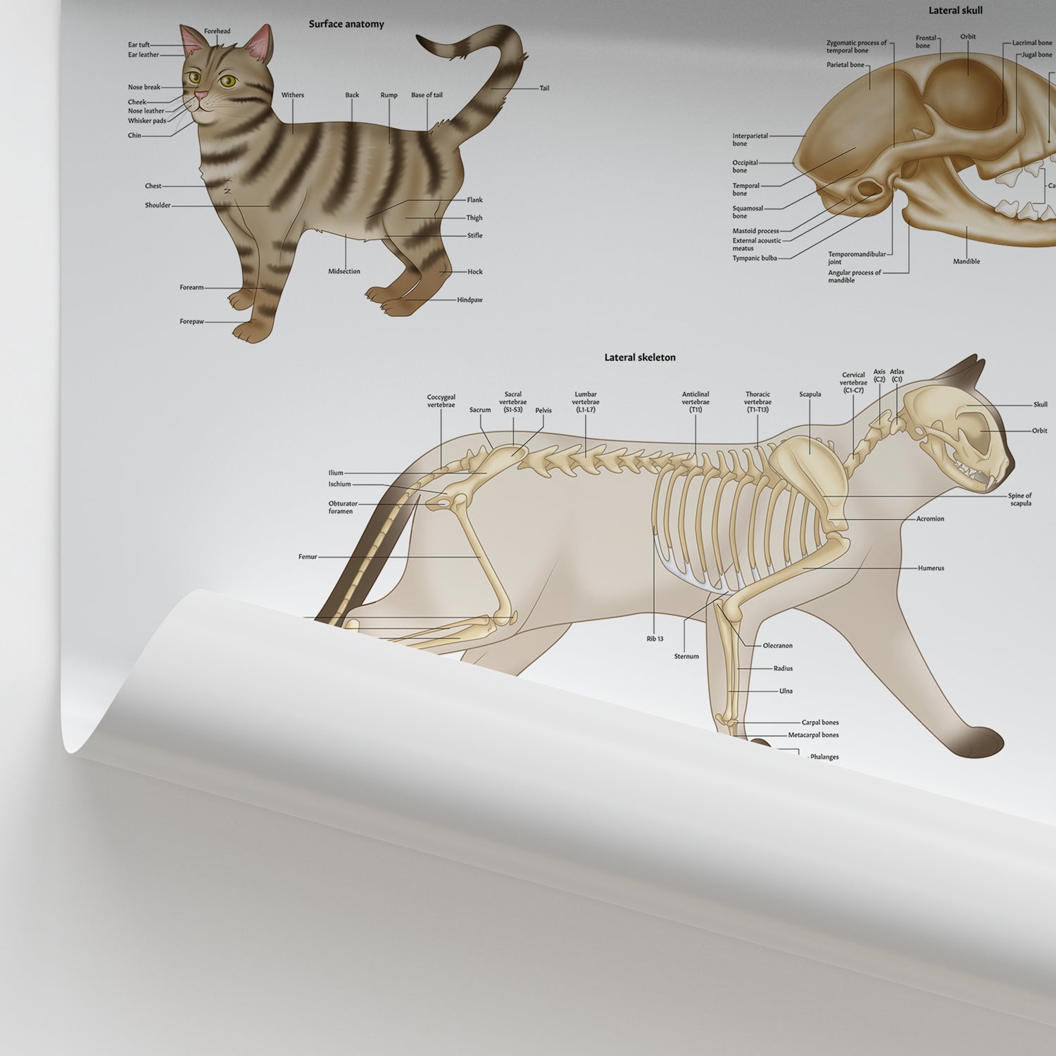 Feline Skeletal Anatomy Chart / Poster
