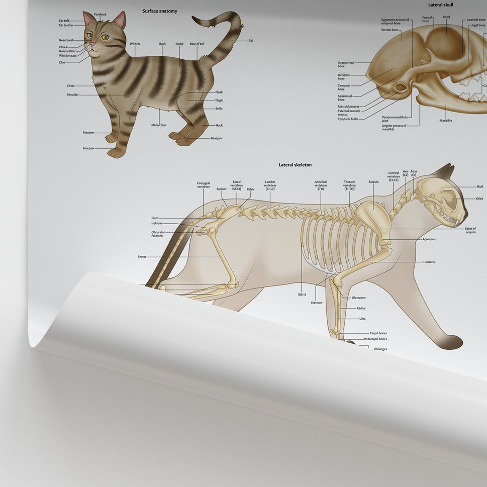 Feline Skeletal Anatomy Chart / Poster