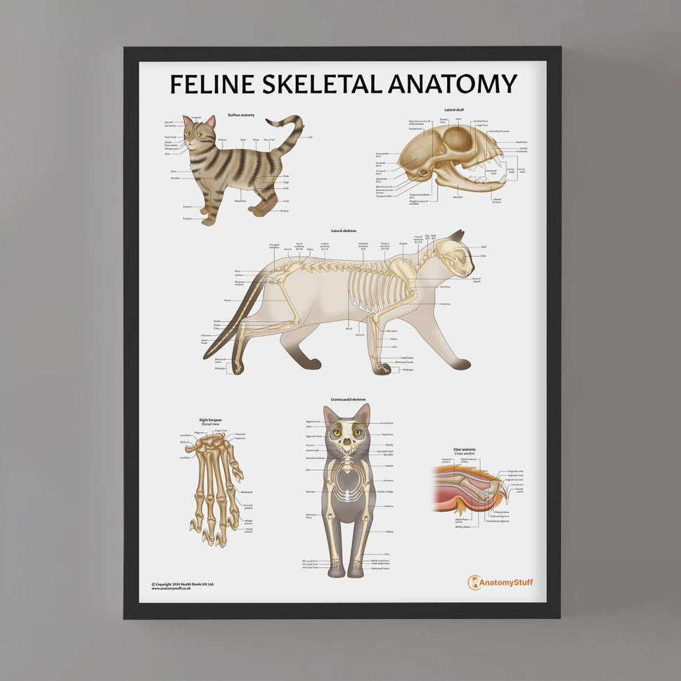Feline Skeletal Anatomy Chart / Poster
