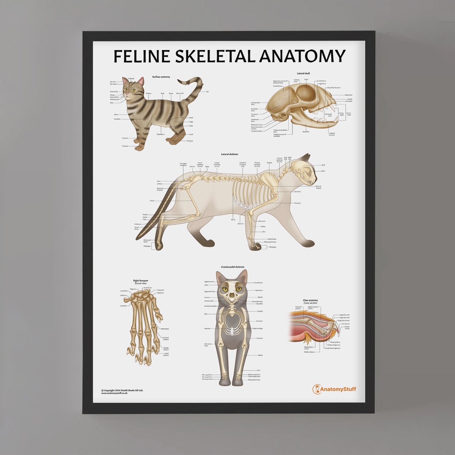 Feline Skeletal Anatomy Chart / Poster - Part of Collection