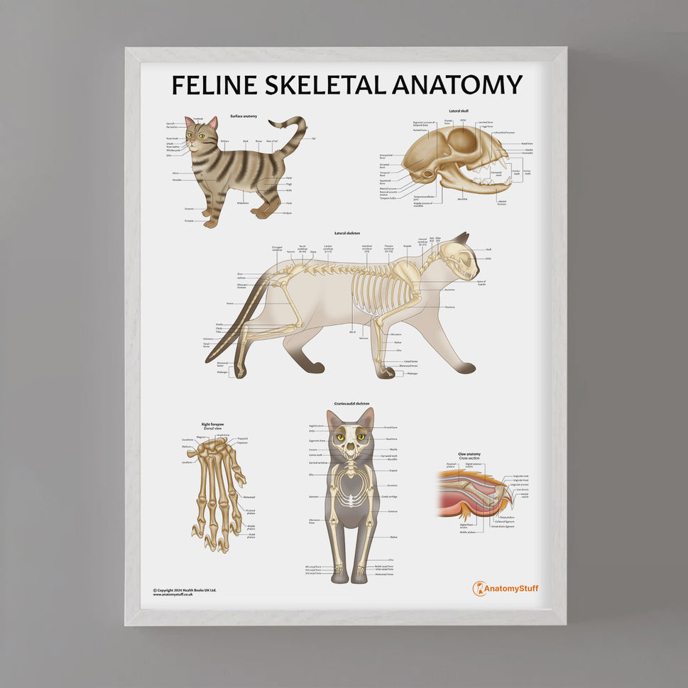 Feline Skeletal Anatomy Chart / Poster