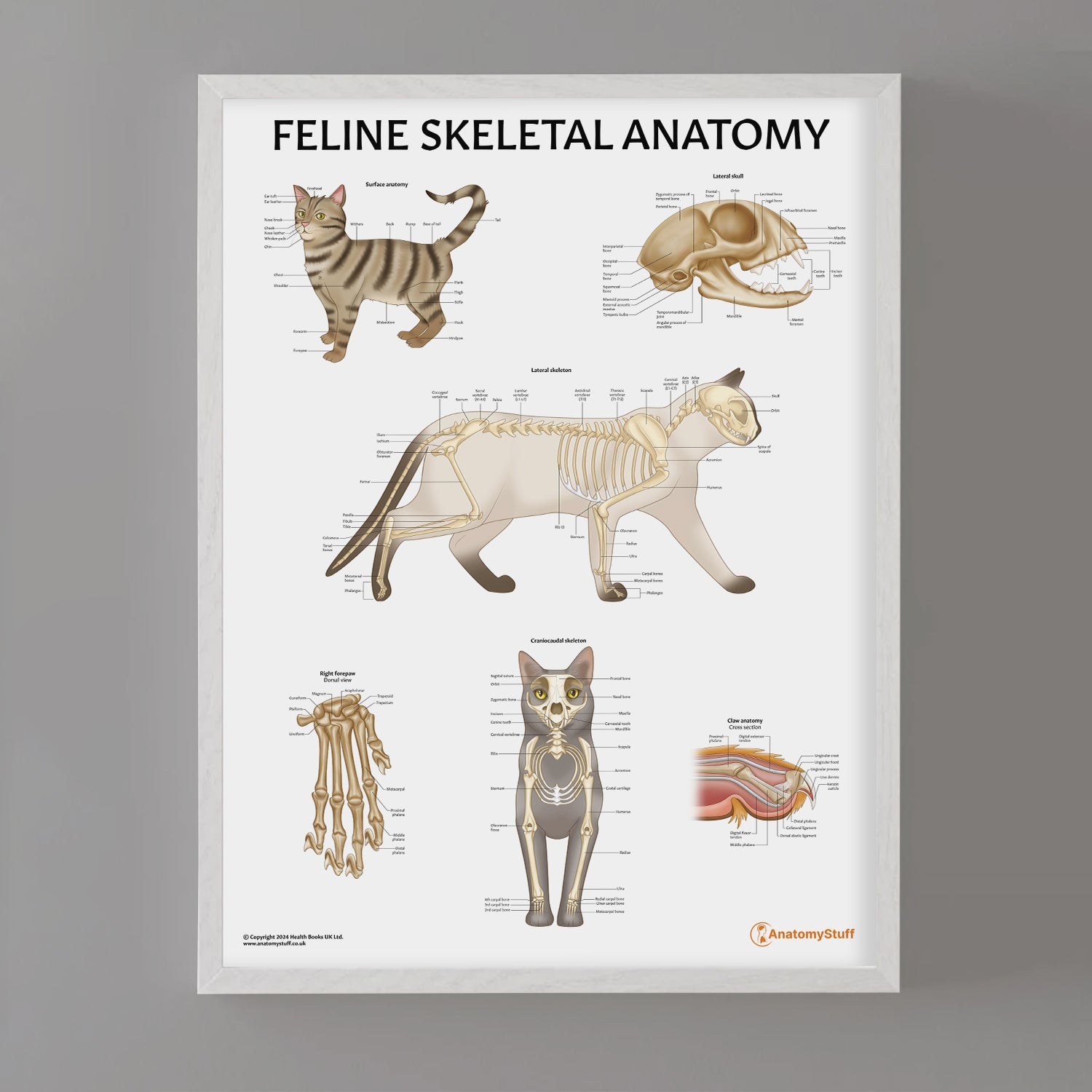 Feline Skeletal Anatomy Chart / Poster - Part of Collection