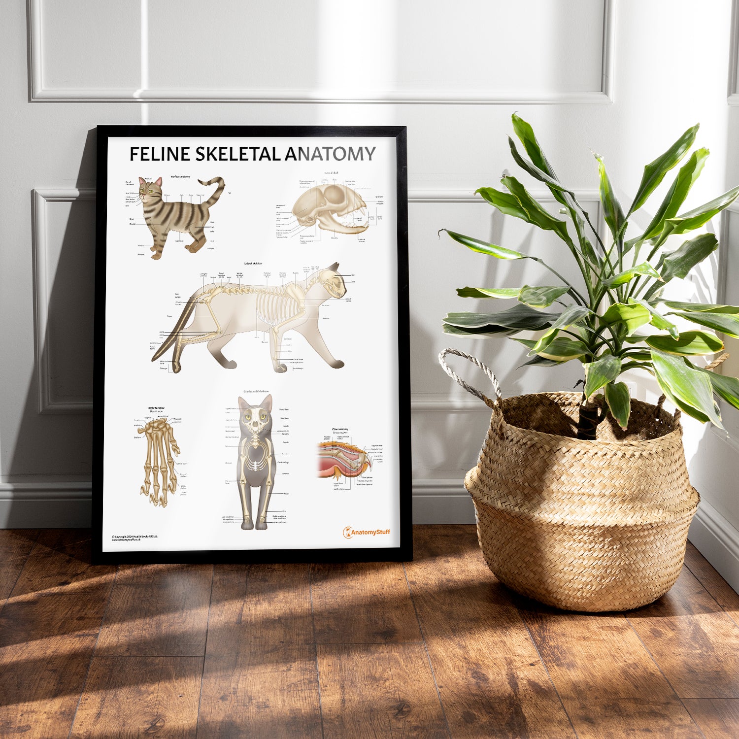 Feline Skeletal Anatomy Chart / Poster