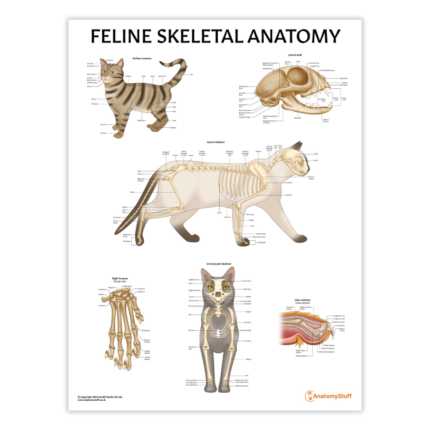 Feline Skeletal Anatomy Chart / Poster - Part of Collection