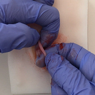 Feline Ovariohysterectomy (Spay) Model