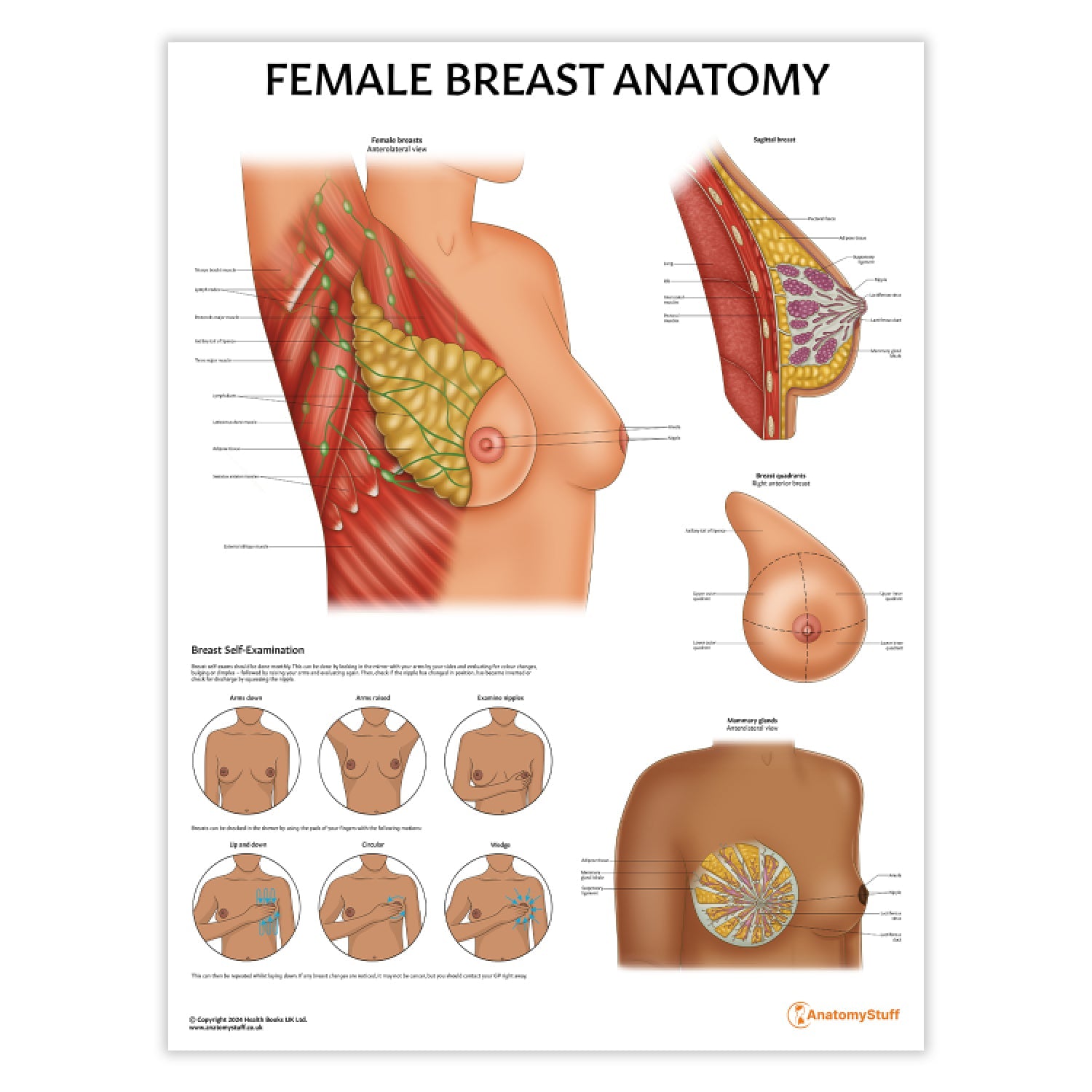 Female Breast Anatomy Chart / Poster - Part of Collection
