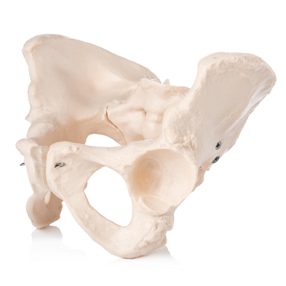 Budget Female Pelvis Model
