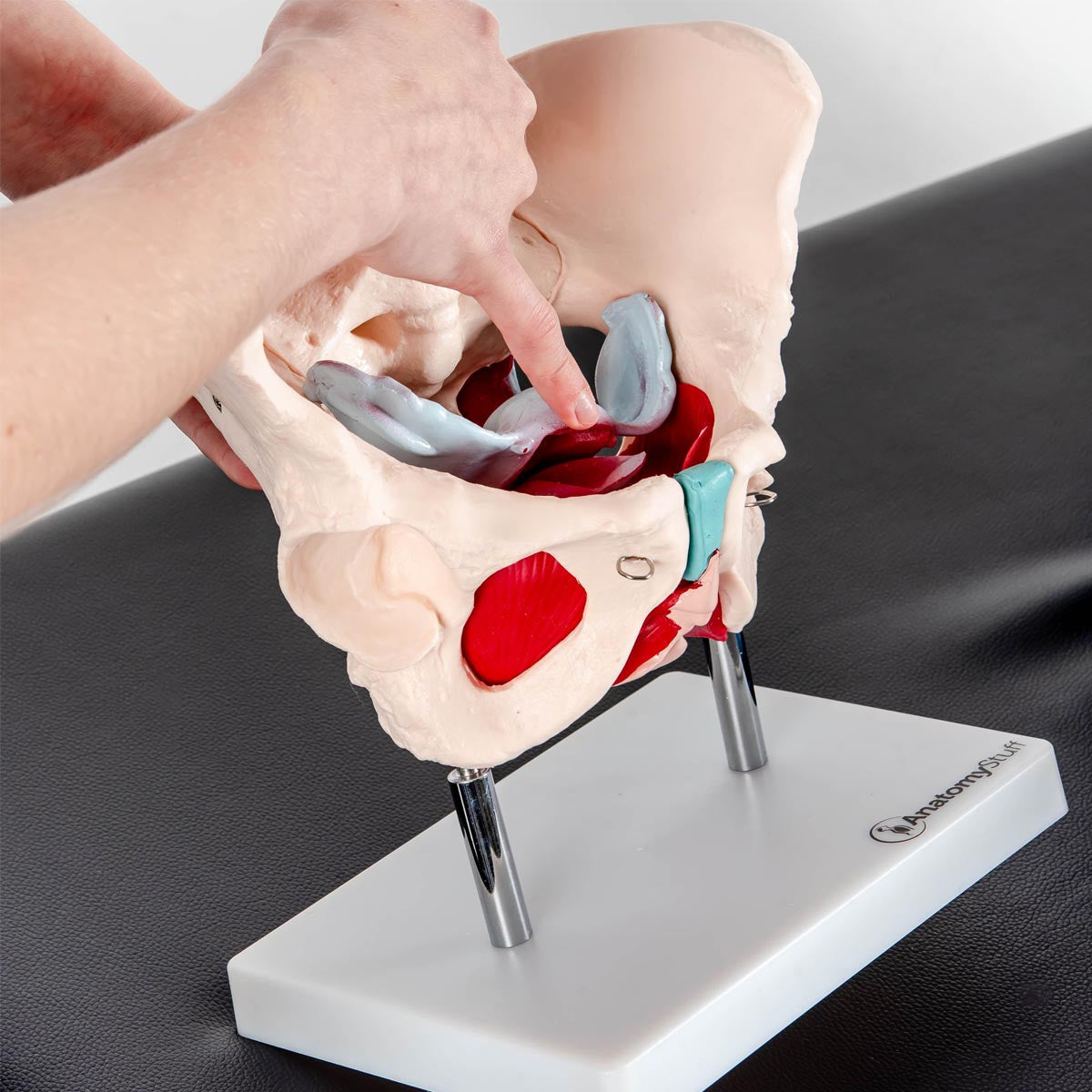 Budget Pelvis Model with Organs and Pelvic Floor Muscles