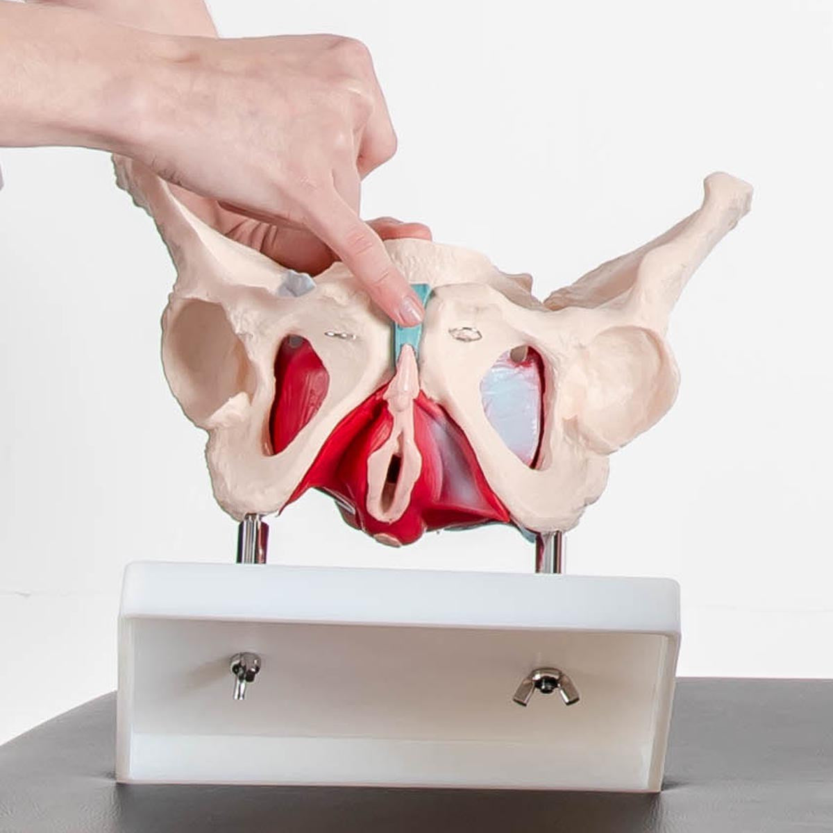 Budget Pelvis Model with Organs and Pelvic Floor Muscles