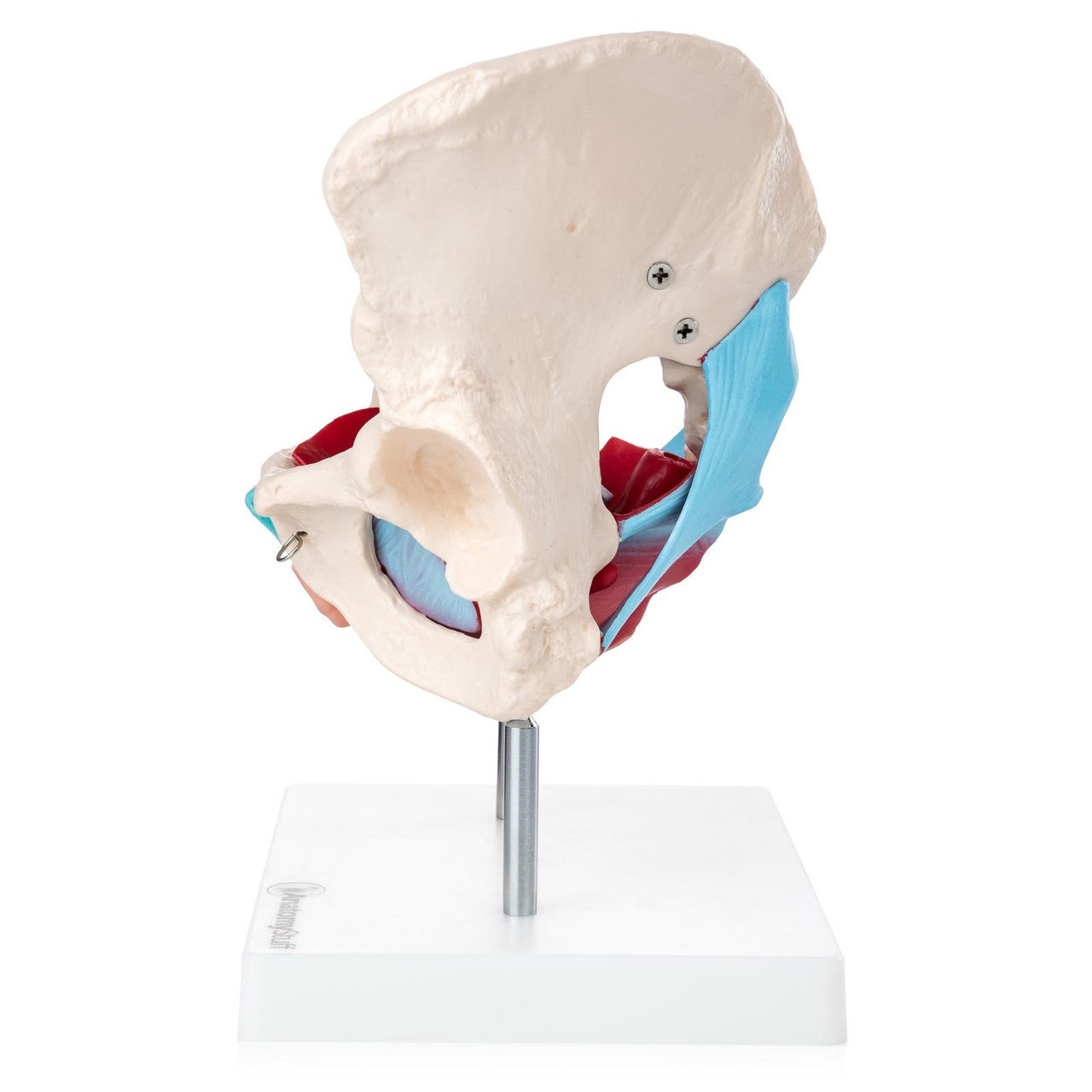 Budget Pelvis Model with Organs and Pelvic Floor Muscles