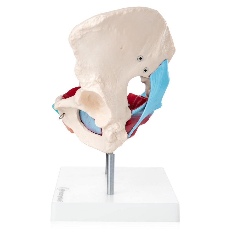 Budget Pelvis Model with Organs and Pelvic Floor Muscles