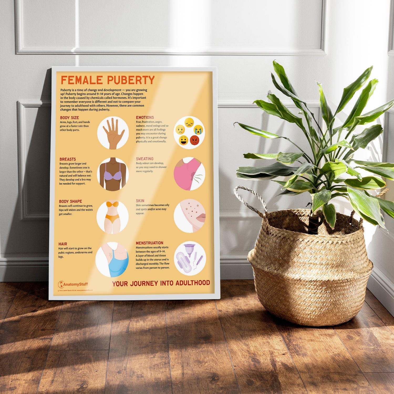 Female Puberty Chart / Poster - Part of Collection