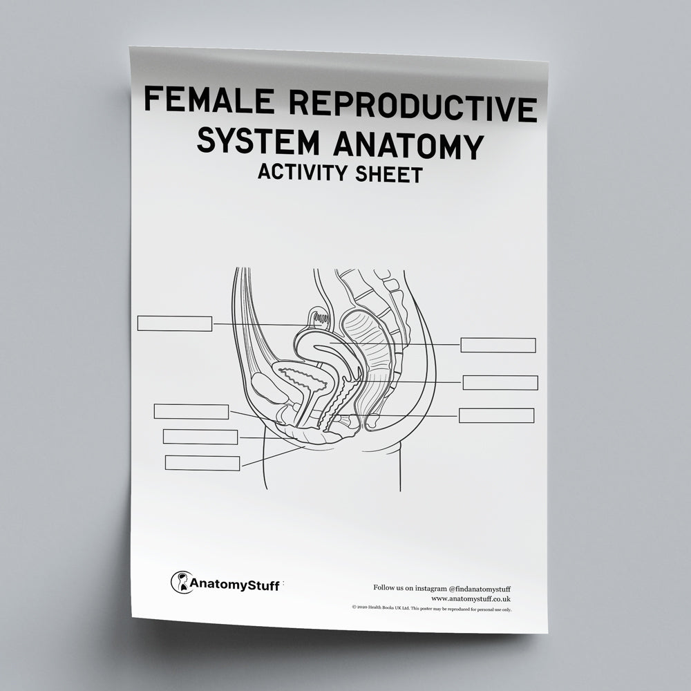 Female Reproductive System Anatomy Activity Sheet PDF