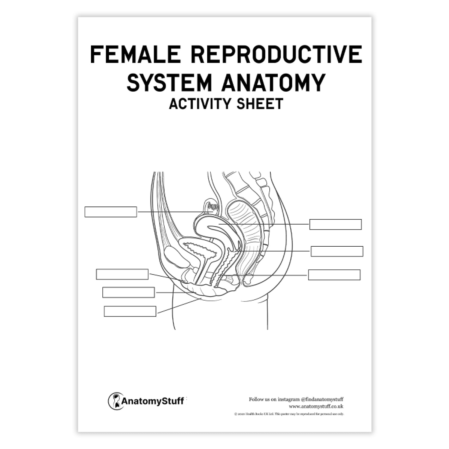 Female Reproductive System Anatomy Activity Sheet PDF