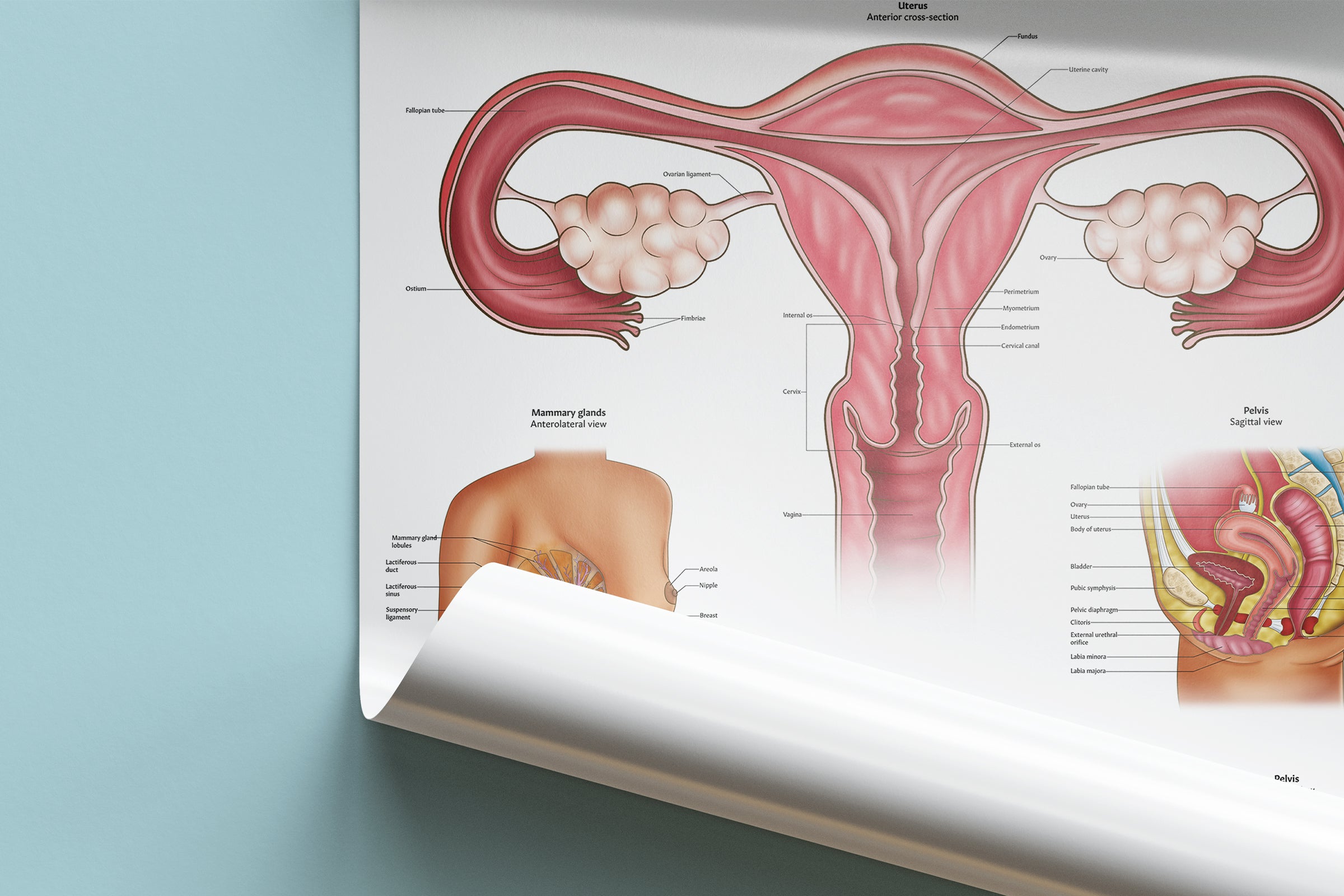 Female Reproductive Anatomy