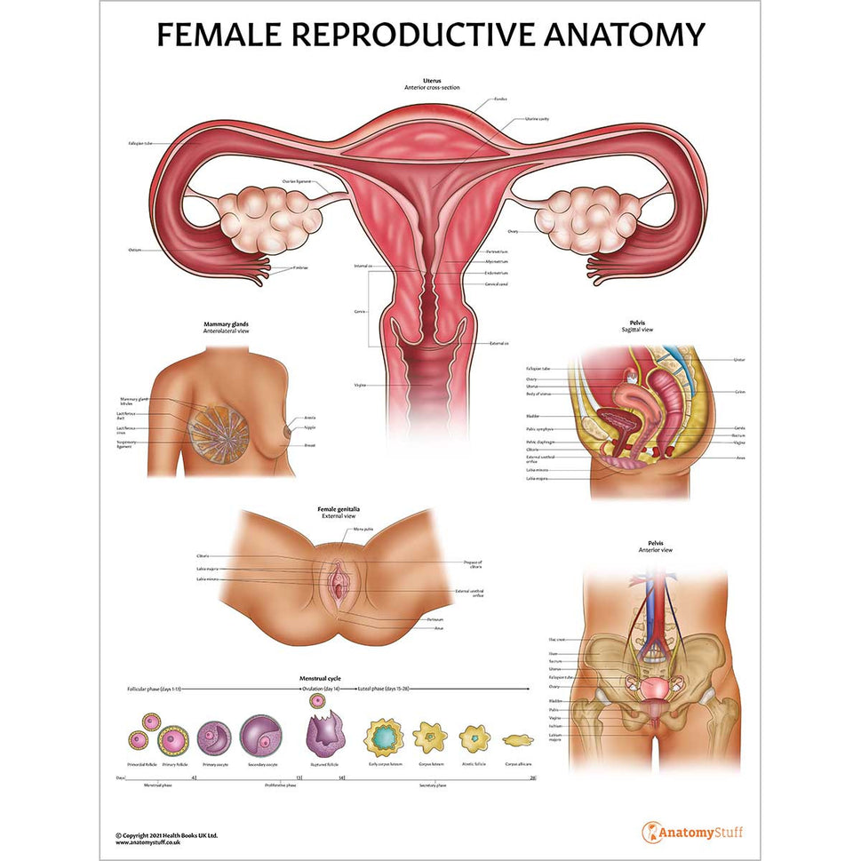 Female Reproductive System Anatomy & Pathology Collection