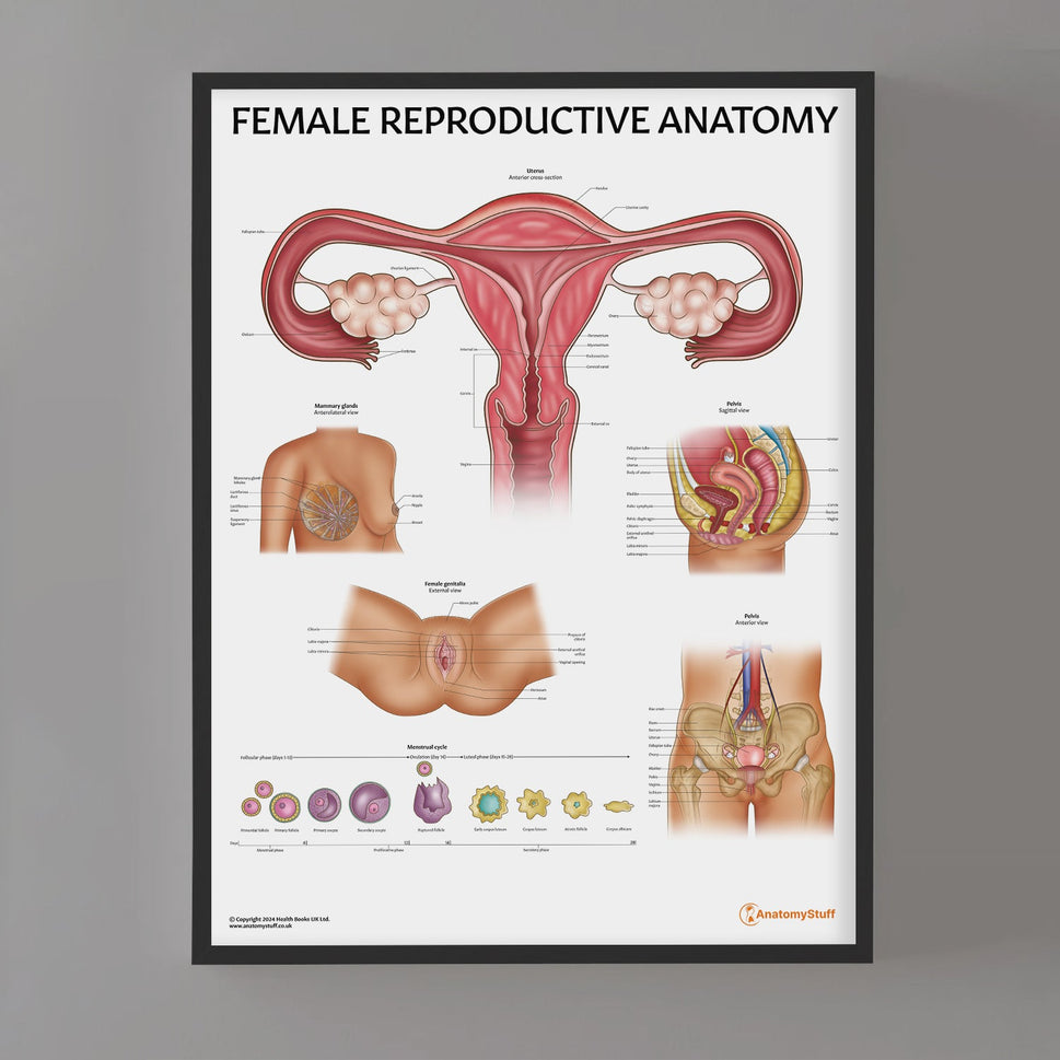 Female Reproductive System Chart / Poster