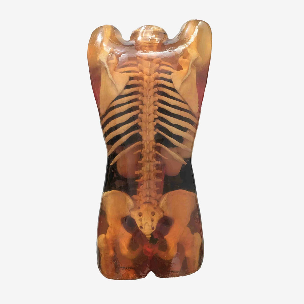 Adult Female Torso Phantom for X-Ray CT, MRI