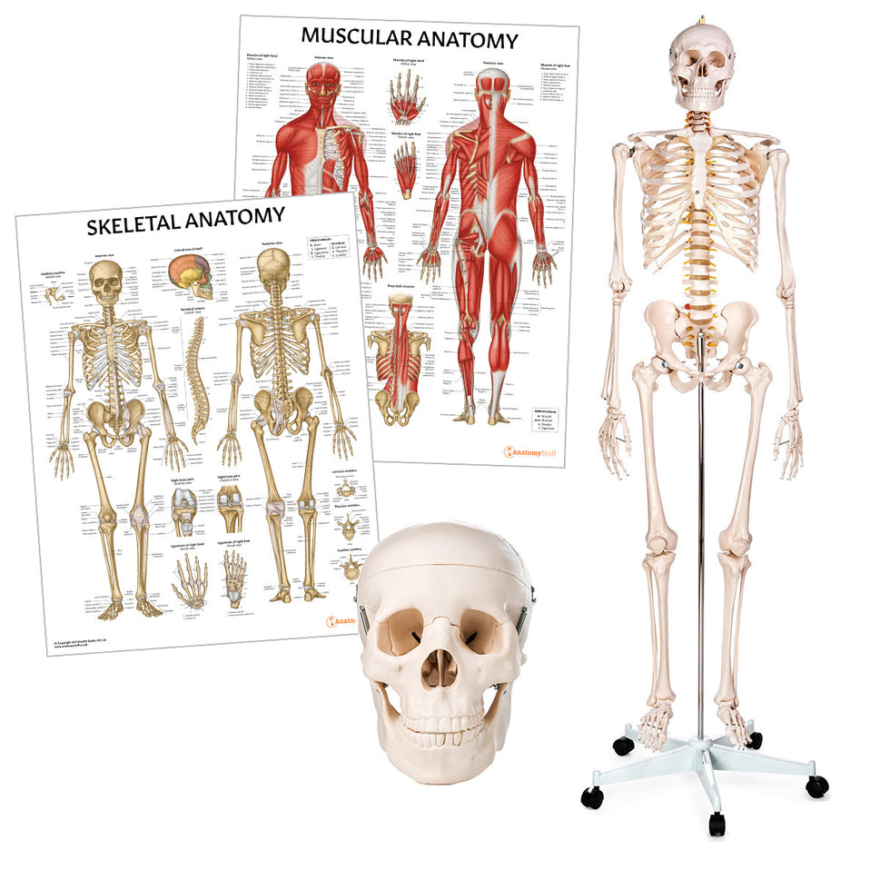 Figure Drawing Collection