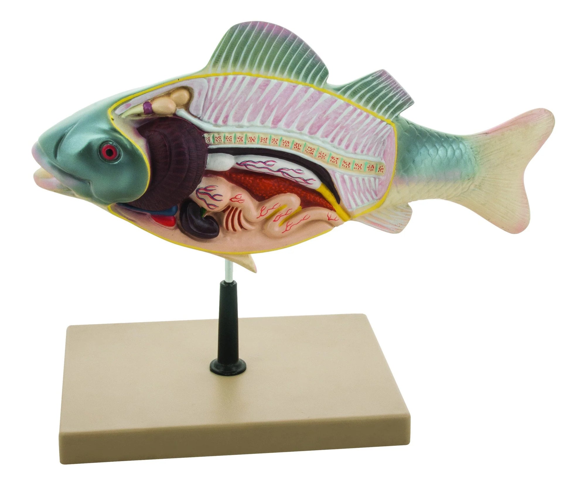 Fish Anatomy Model