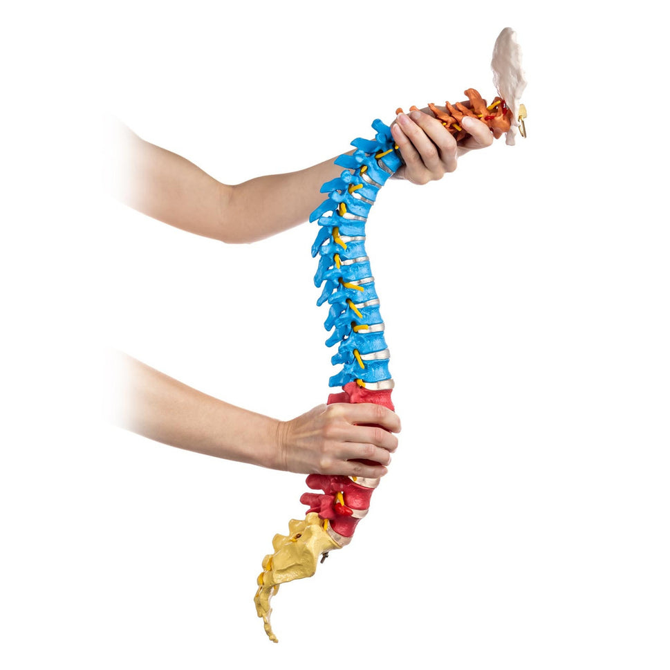 Budget Flexible Didactic Spine Model