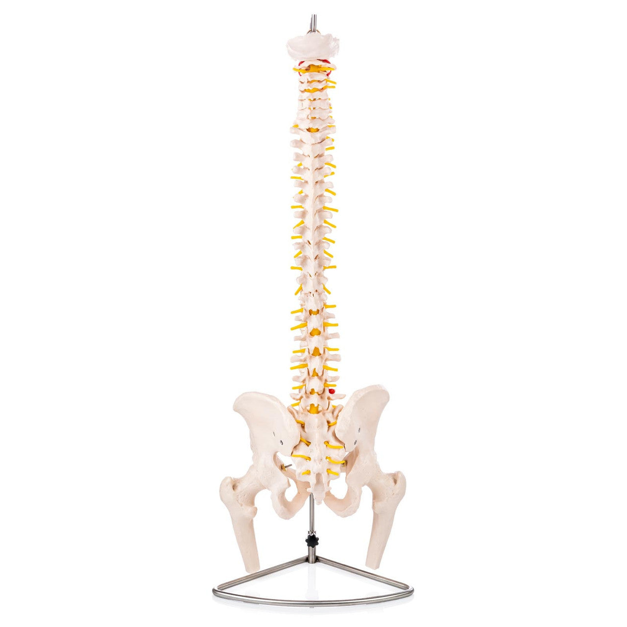 Budget Flexible Spine Model with Pelvis and Femoral Heads