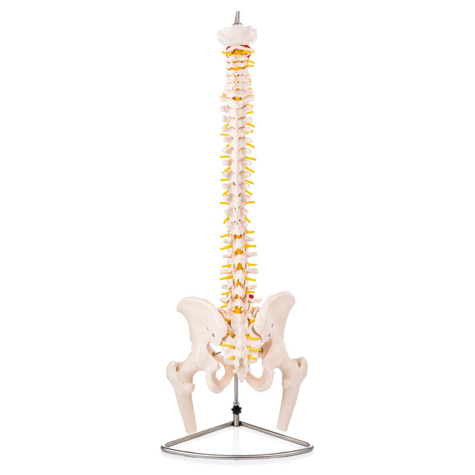 Budget Flexible Spine Model with Pelvis and Femoral Heads