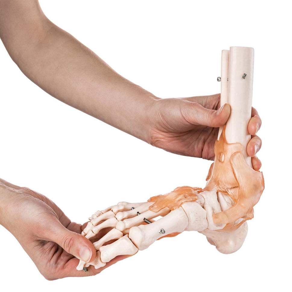Budget Foot and Ankle Model with Ligaments