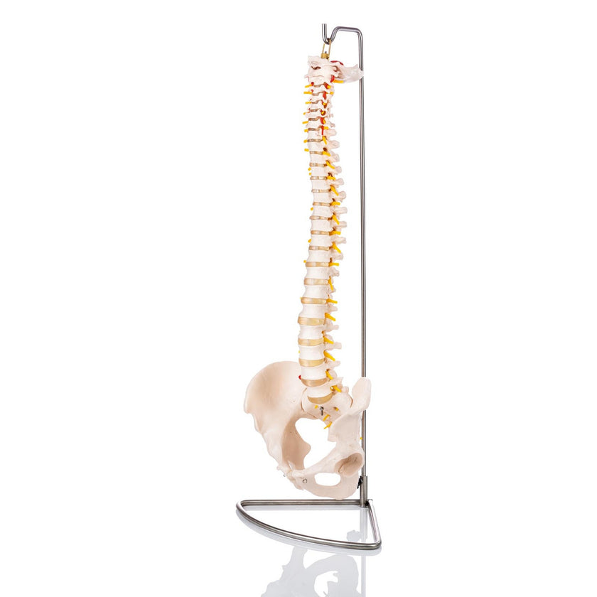 Budget Flexible Spine Model with Pelvis XC-105