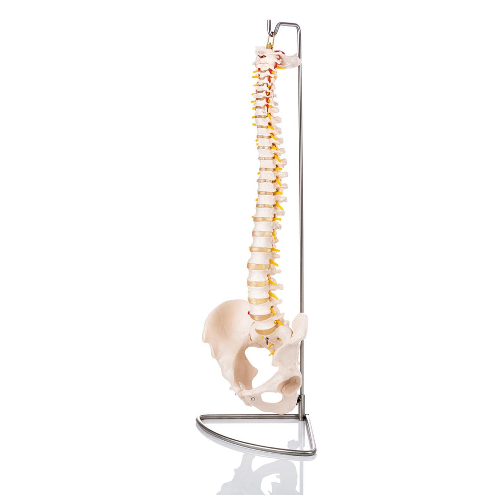 Lower Back Pain Collection