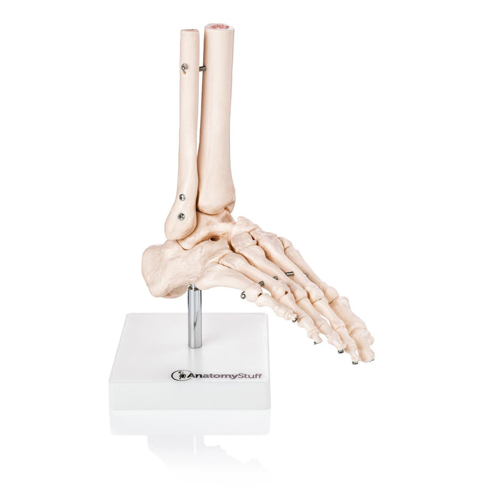 Budget Foot and Ankle Joint Model
