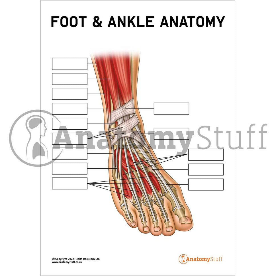 Foot & Ankle Anatomy Poster / Worksheet (Interactive & Printable PDF)