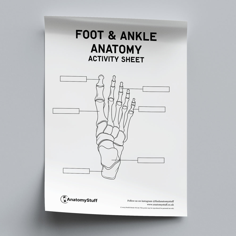 Foot & Ankle Anatomy Activity Sheet PDF