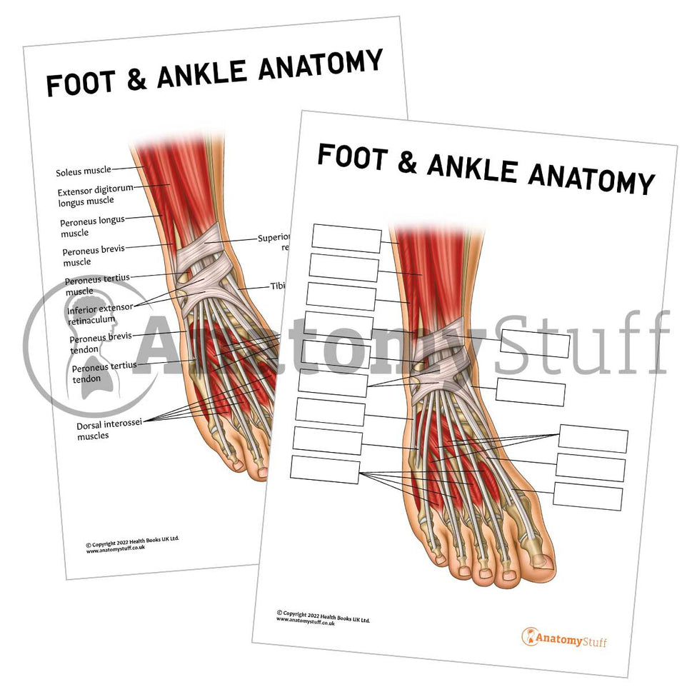 Foot & Ankle Anatomy Poster / Worksheet (Interactive & Printable PDF)